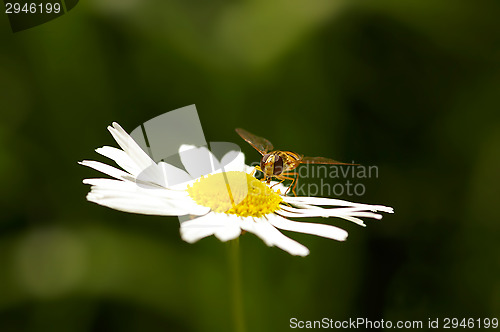 Image of Pollinator