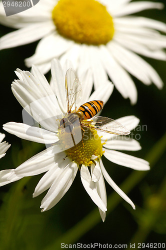 Image of Hoverfly