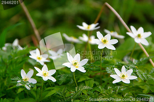 Image of Anemone nemorosa