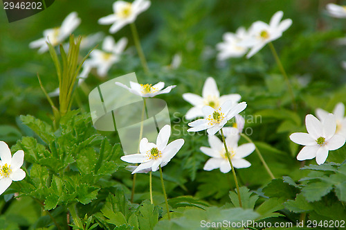 Image of Anemone nemorosa