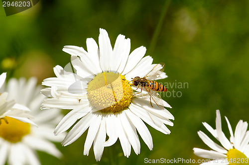 Image of Hoverfly