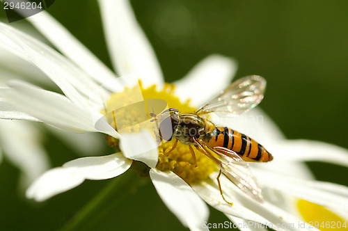 Image of Hoverfly