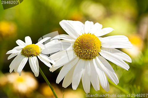 Image of Flowers