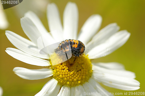 Image of Ladybug