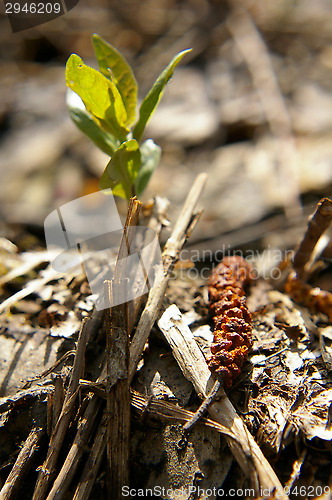 Image of Sprout