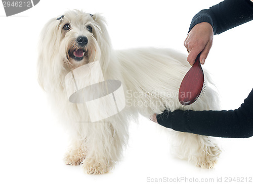 Image of brushing coton de tulear