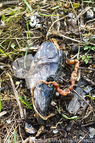 Image of Fishhead