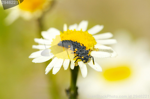 Image of Ladybug maggot