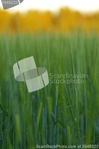 Image of Wheatfield