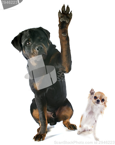 Image of rottweiler and chihuahua