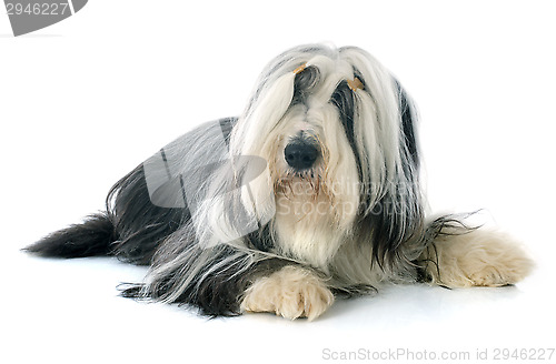 Image of bearded collie