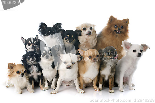 Image of chihuahuas