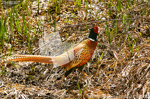 Image of Pheasant