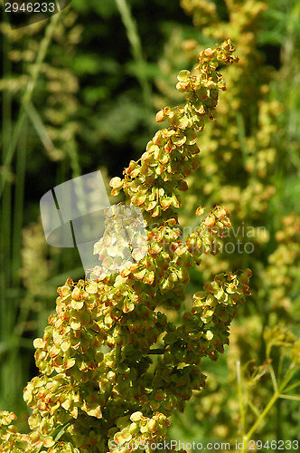 Image of Artemisia vulgaris