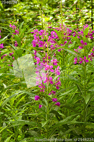 Image of Fireweed