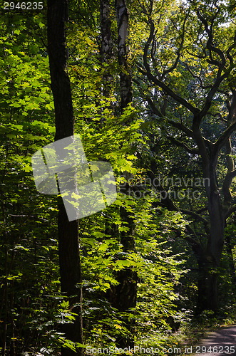 Image of Shiny maple leaves