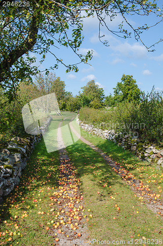 Image of Fallen apples at a country road