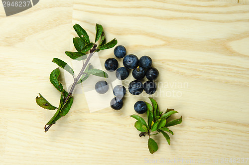 Image of Sloe blackthorn berries 