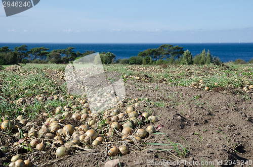 Image of Harvested onions at a field