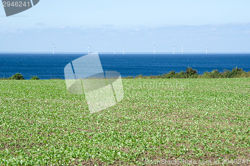 Image of Green field at coast with wind turbines