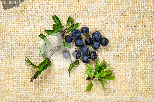 Image of Blackthorn berries with green leaves