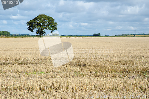 Image of Stubble field with a lone tree