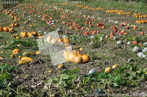 Image of Colorful pumpkins all over