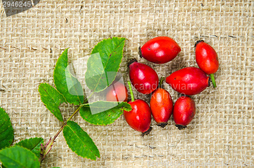 Image of Rosehips with green leaves
