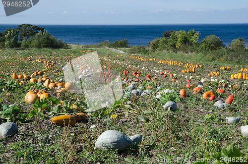 Image of Colored pumpkins at a field by the coast