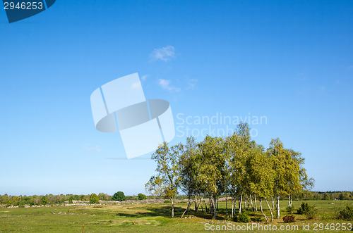 Image of Birch trees gove at early autumn