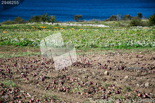 Image of Harvested red onions