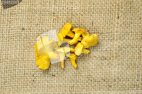 Image of Golden chanterelle at rough surface