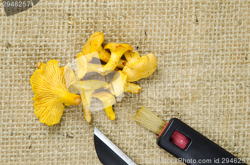 Image of Chanterelle mushrooms with picking equipment