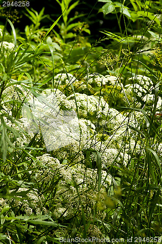 Image of Achillea millefolium