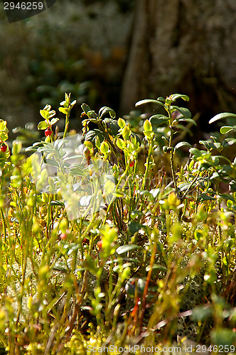 Image of Lingonberry