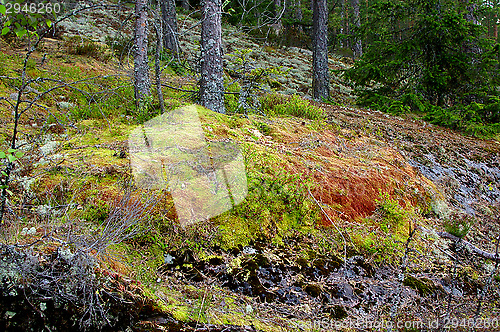 Image of Mossy