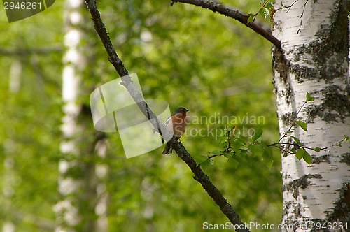 Image of Goldfinch