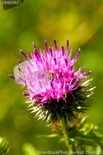 Image of Flower