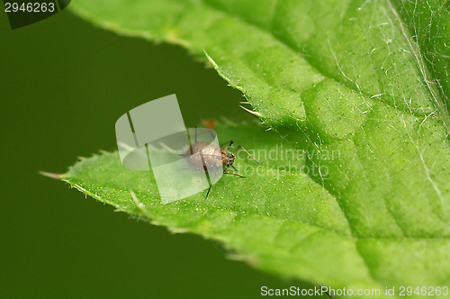 Image of Bug