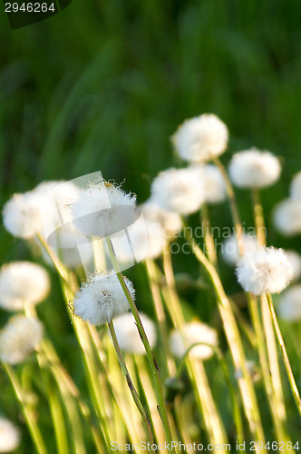 Image of Pollen