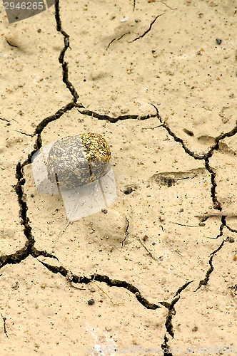 Image of Hare poop