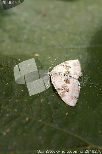 Image of Butterfly
