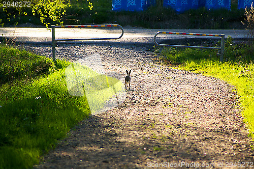 Image of Rabbit