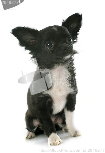 Image of puppy chihuahua