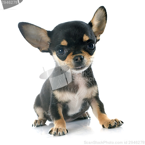 Image of puppy chihuahua