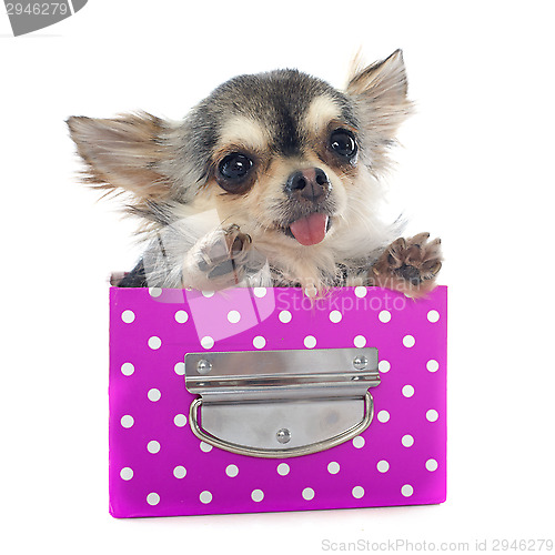 Image of puppy chihuahua