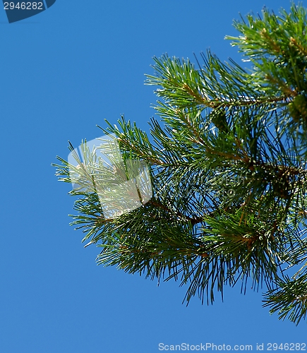 Image of Pine Tree