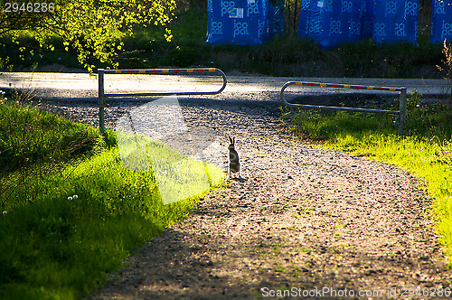 Image of Rabbit