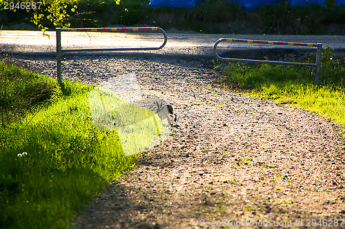 Image of Hare
