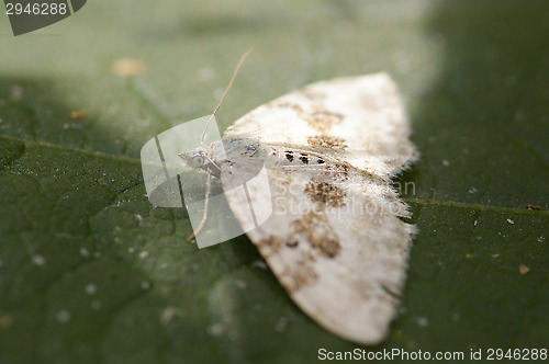 Image of Butterfly